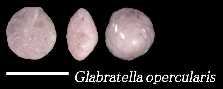 Glabratella opercularis